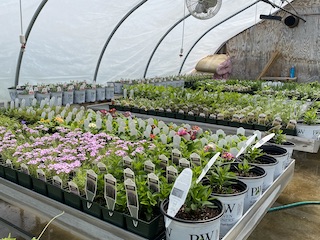 May 6, 2022 - Perennial plugs grown in Lake Region's greenhouse