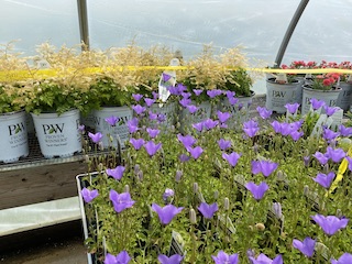 May 26, 2022 - Perennial plugs grown in Lake Region's greenhouse