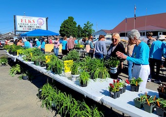 Plant sale customers 