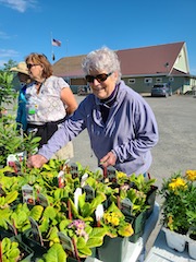 Fran deadheading the primrose